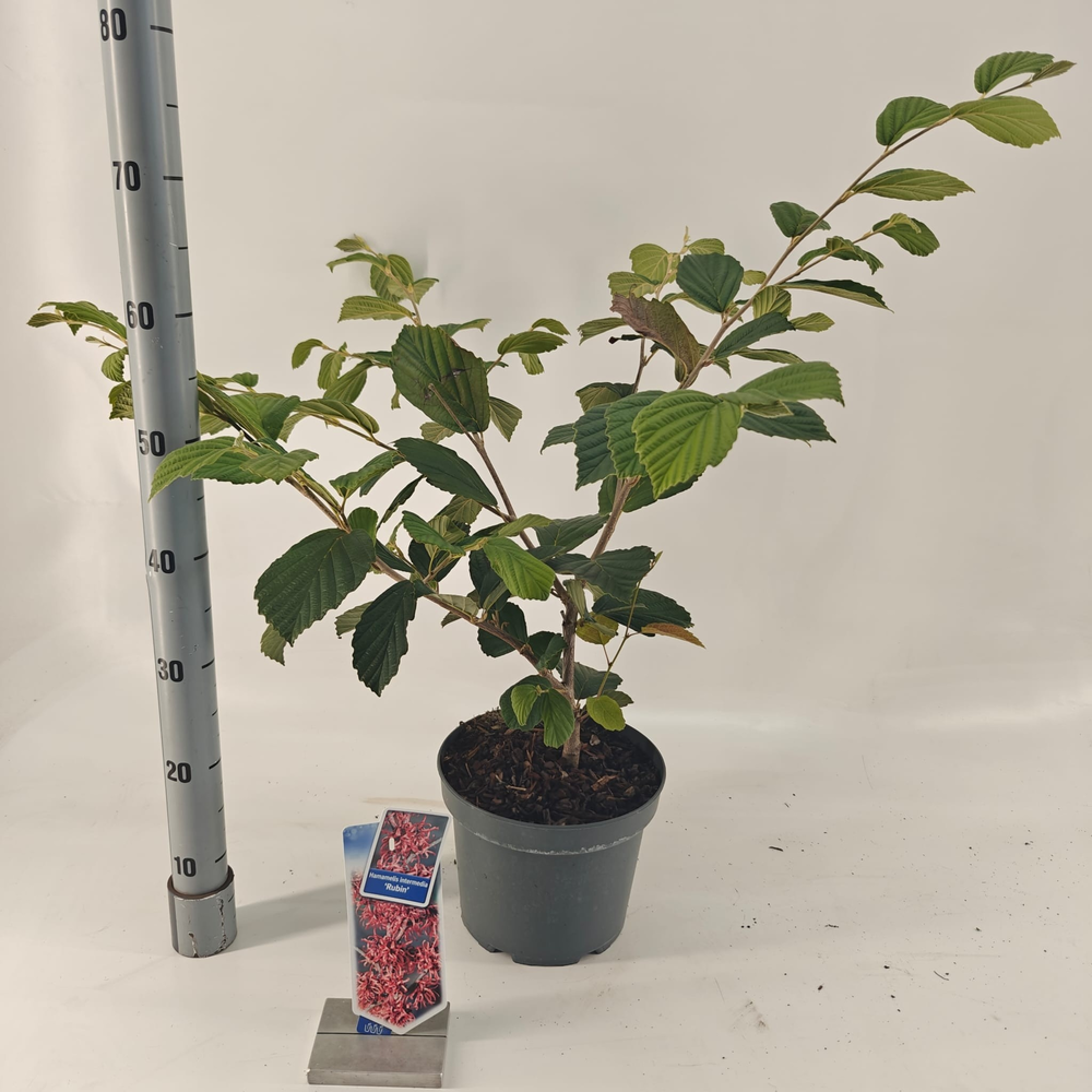 Hamamelis int. 'Rubin'.