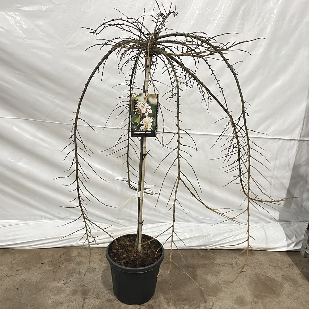 Cotoneaster apiculatus 'Blackburn' --stam 120 cm 2.