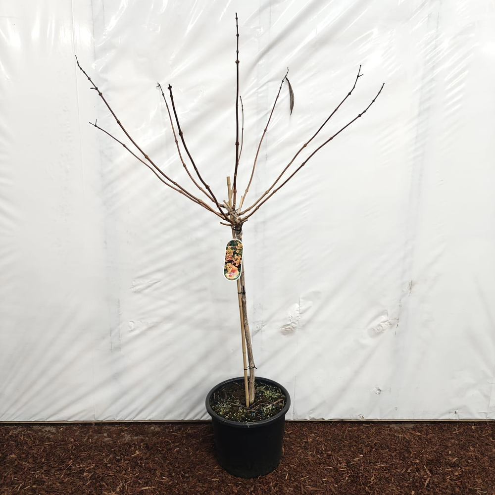 Campsis tagliabuana 'Indian Summer' 80 stam.