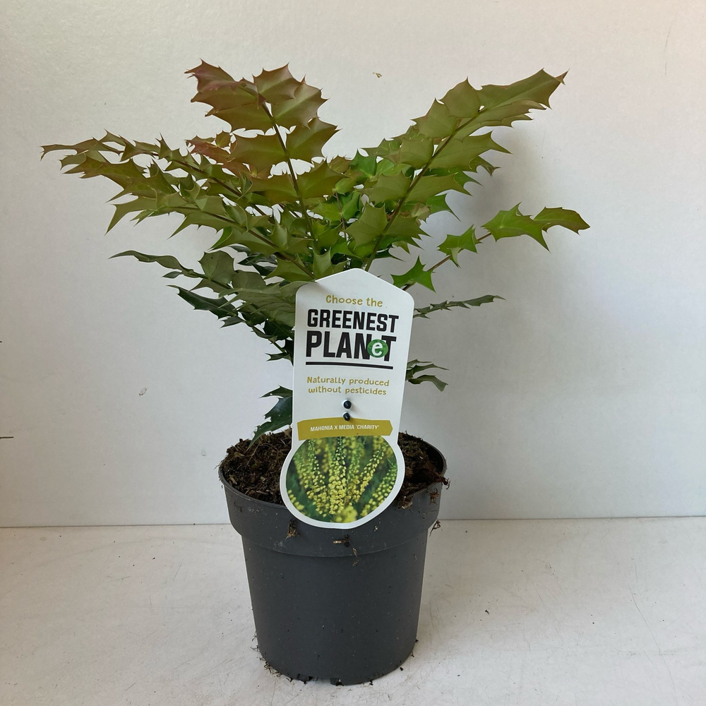 Mahonia media 'Charity'.