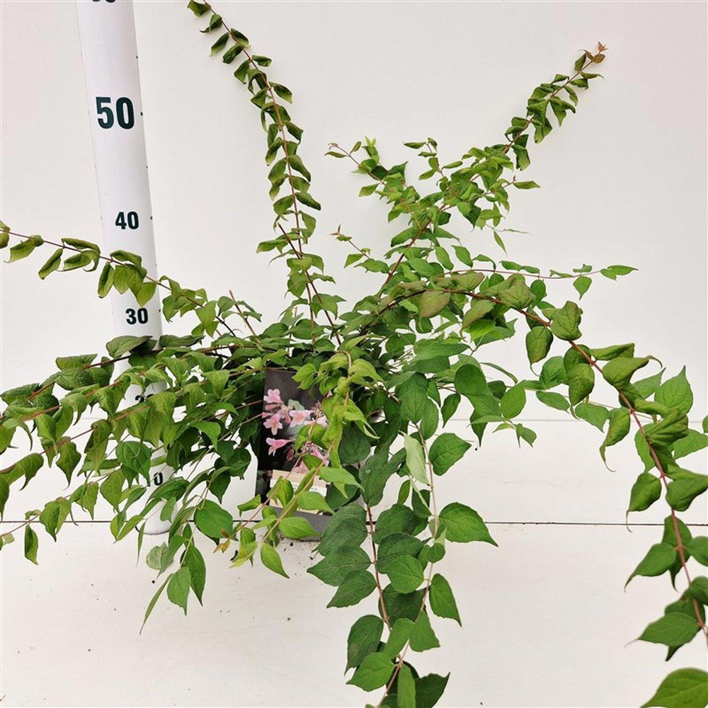 Kolkwitzia amabilis 'Pink Cloud'.