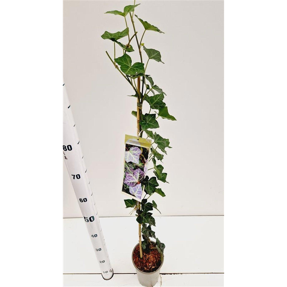 Hedera hel. ‘Woerner’ - gestokt 70 cm.