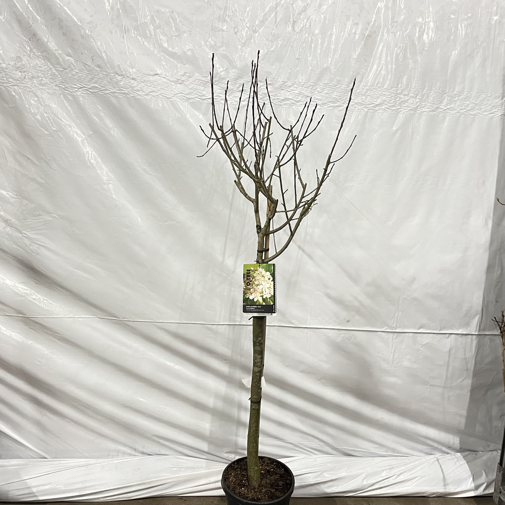 Aronia prunifolia ‘Viking’ --stam 90 cm 3 jr. kroo.