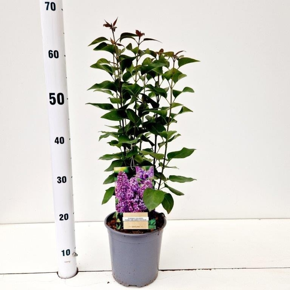 Syringa vulg. 'Ruhm von Horstenstein'.