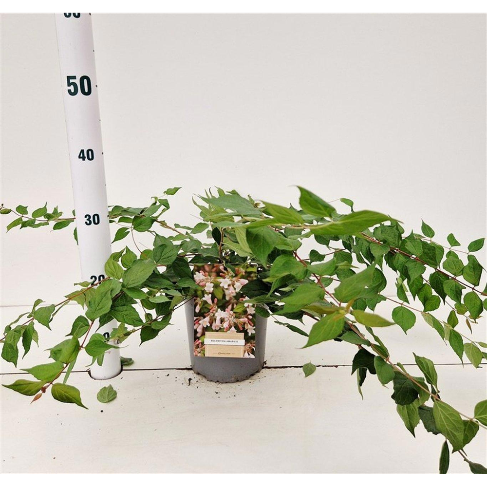 Kolkwitzia amabilis.