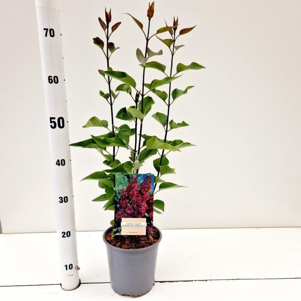 Syringa vulg. 'And. An Ludwig Spath'.