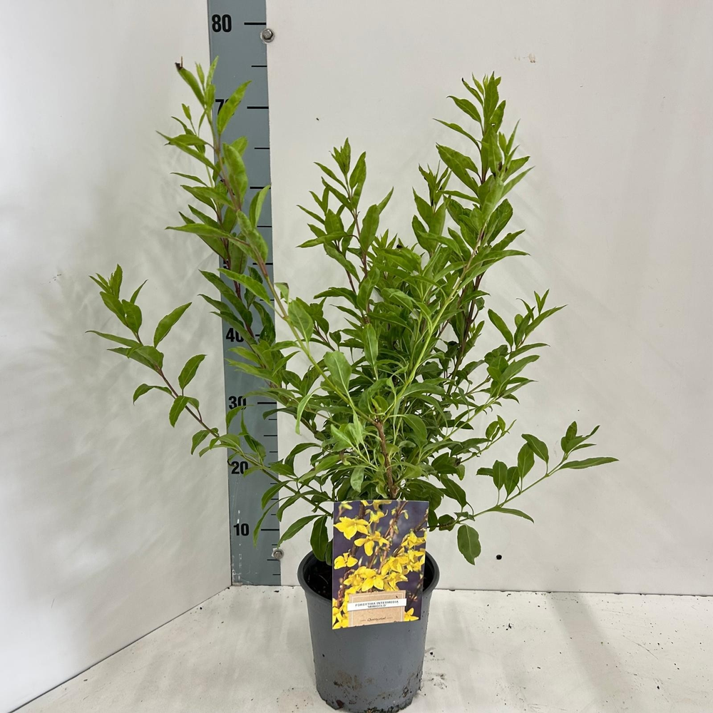 Forsythia intermedia 'Minigold'.
