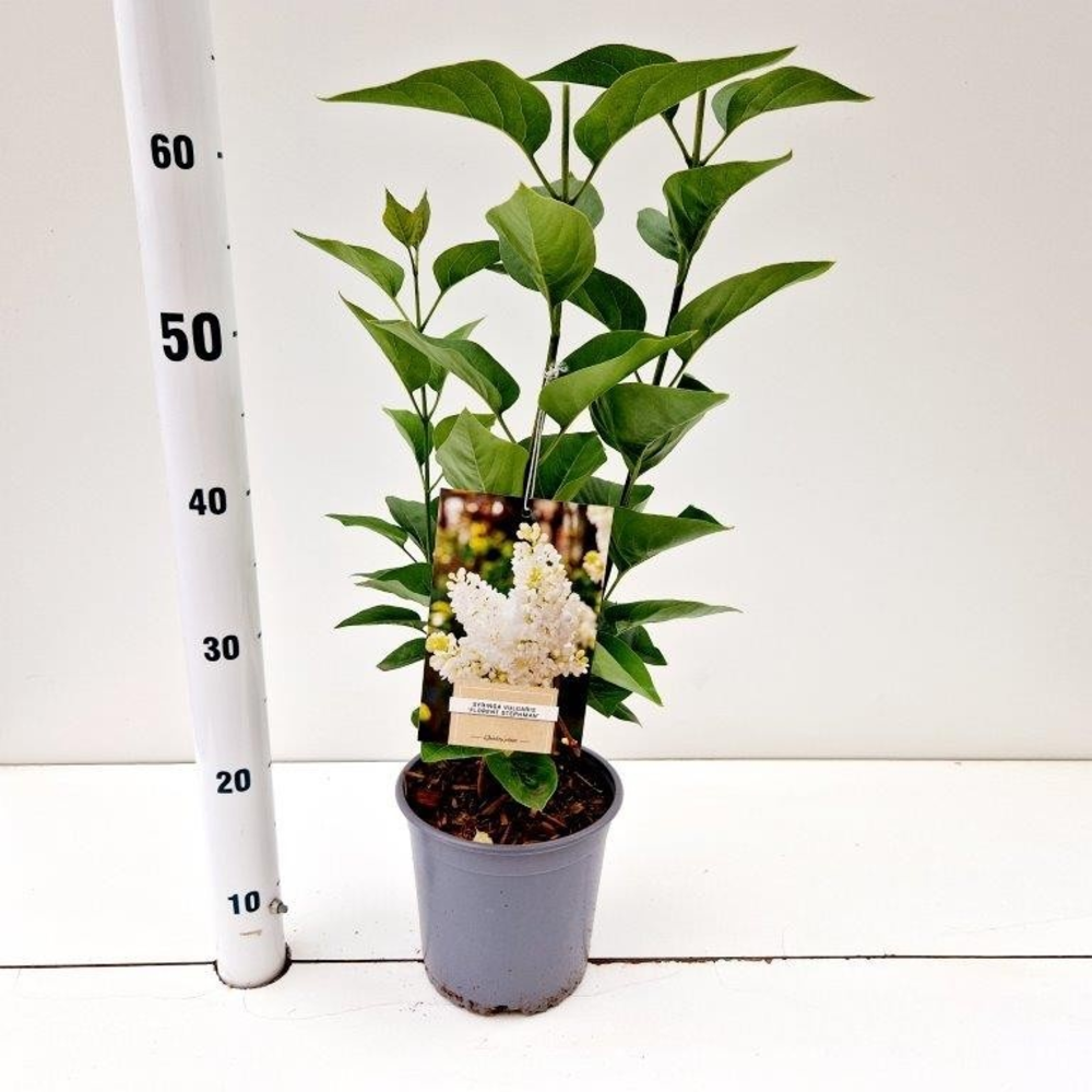 Syringa vulg. 'Mme Florent Stepman'.