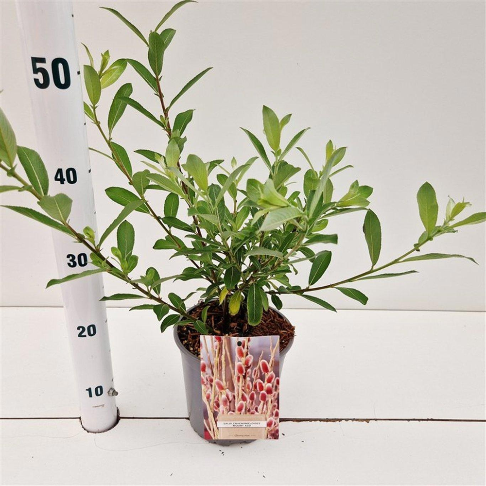 Salix chaenomeloides 'Mount Aso'.