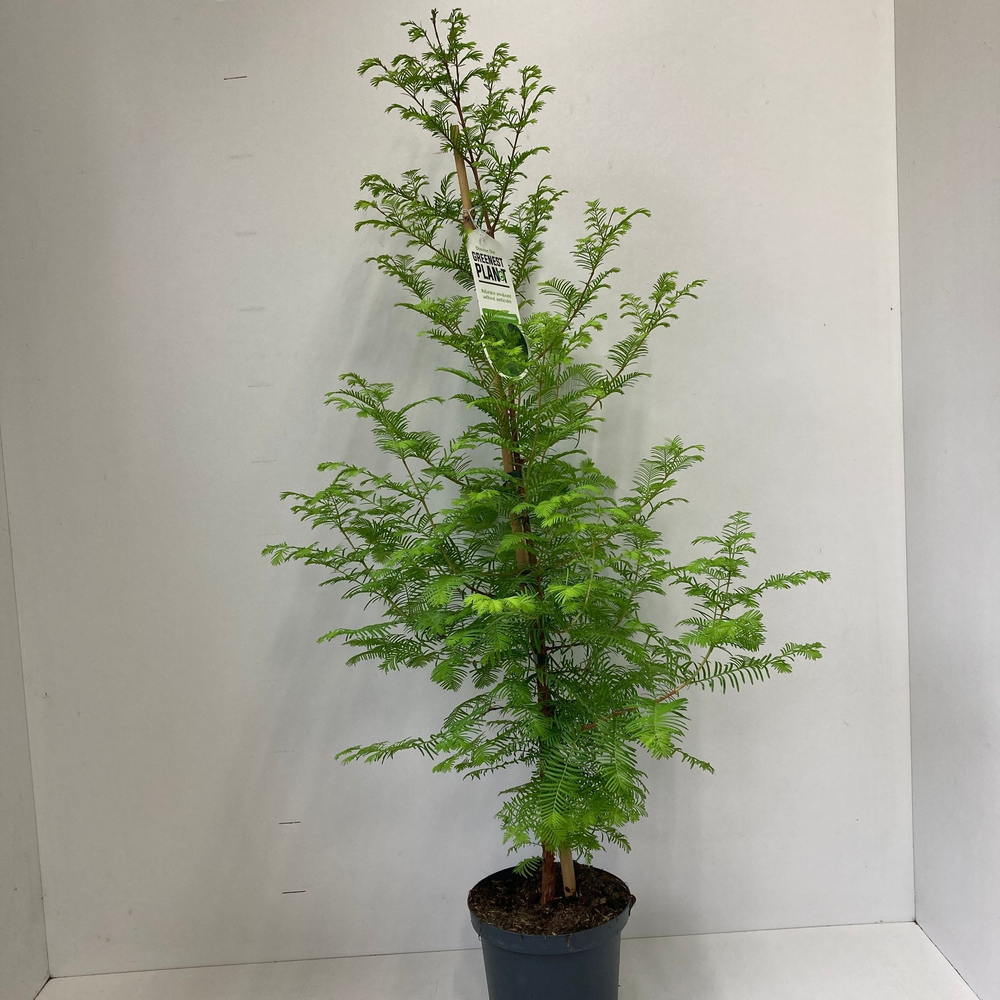 Metasequoia glyptostroboides --gestokt 100 cm.