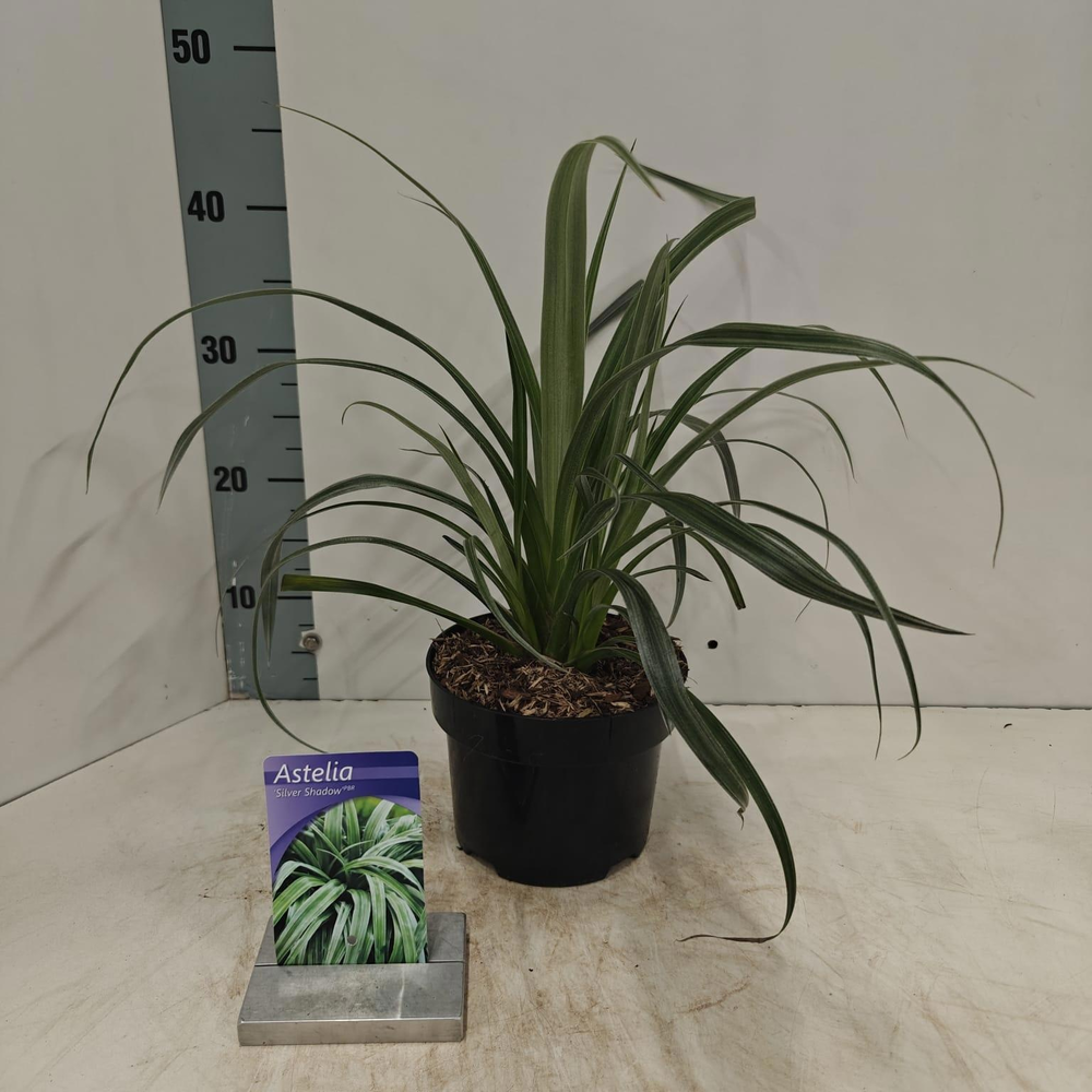 Astelia nervosa 'Silver Shadow'.