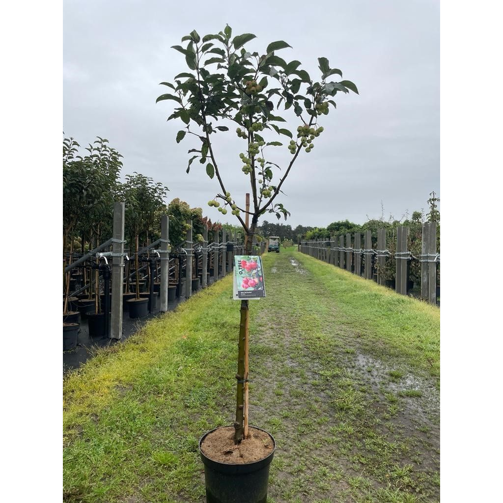 Malus 'Red Sentinel' -- stam 90 cm.