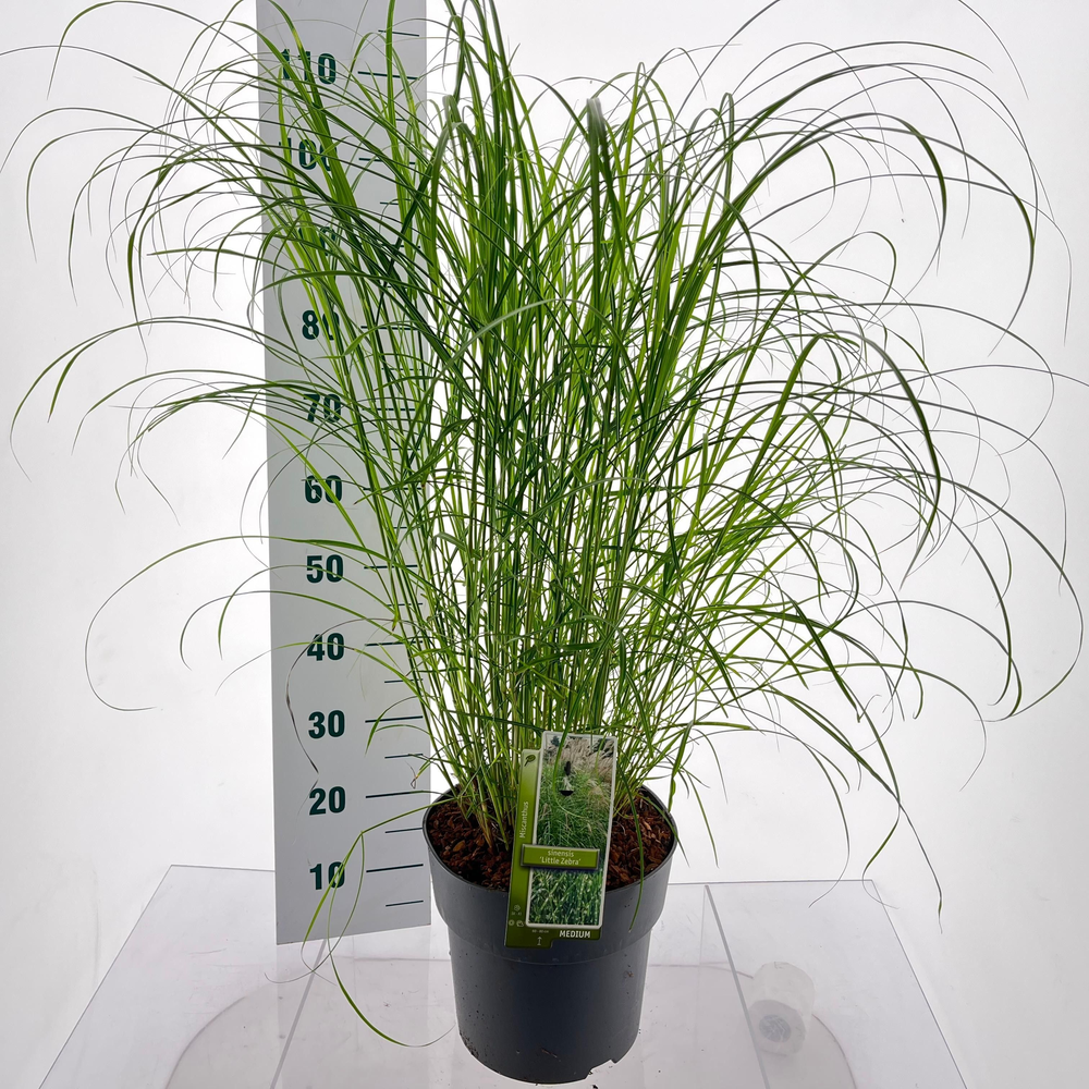 Miscanthus sin. 'Little Zebra'.
