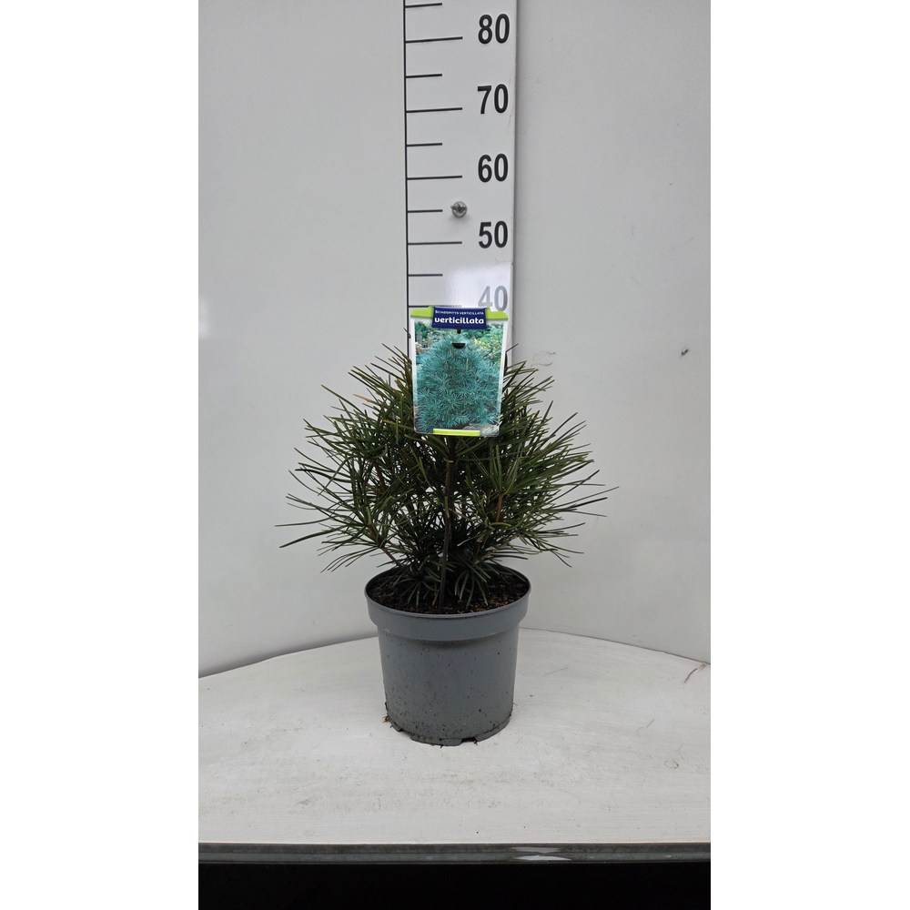 Sciadopitys verticillata.