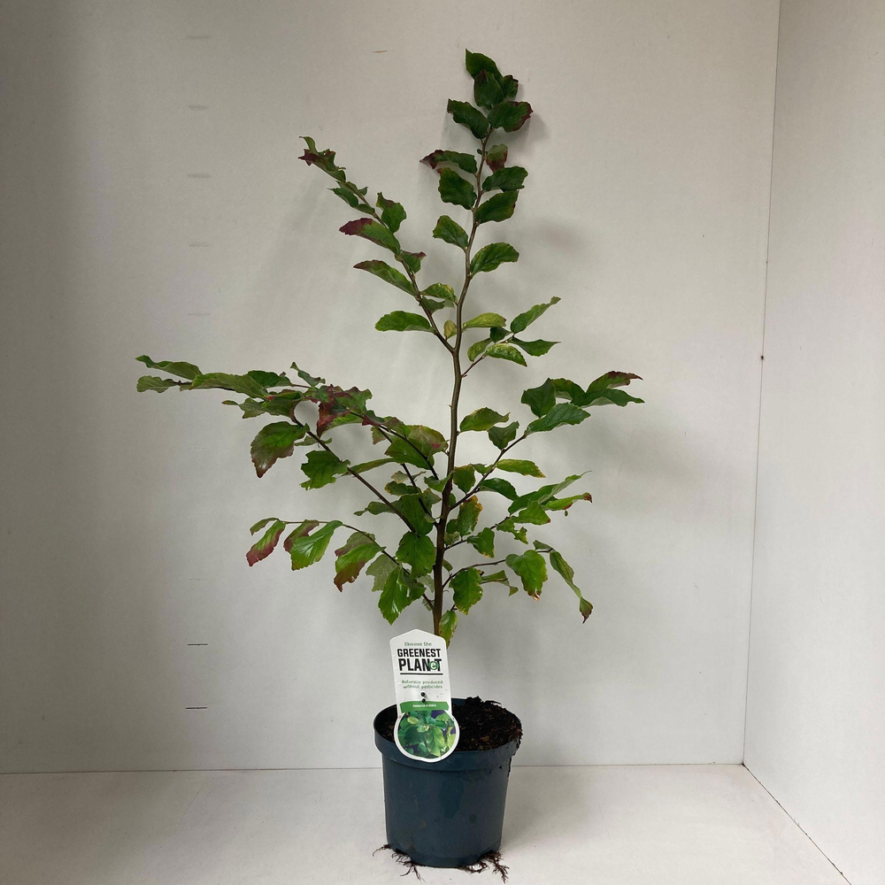 Parrotia persica - gestokt.