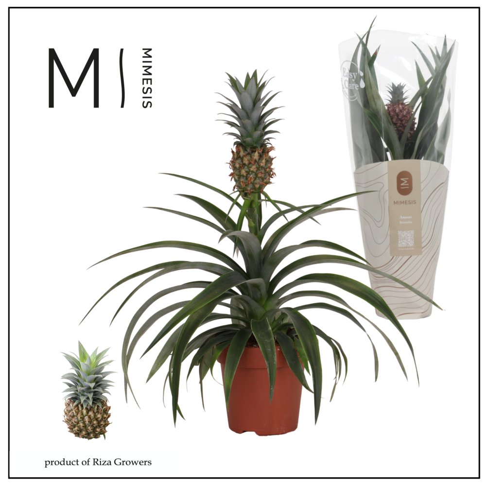 Mimesis Ananas Mi Amigo - 12 cm.