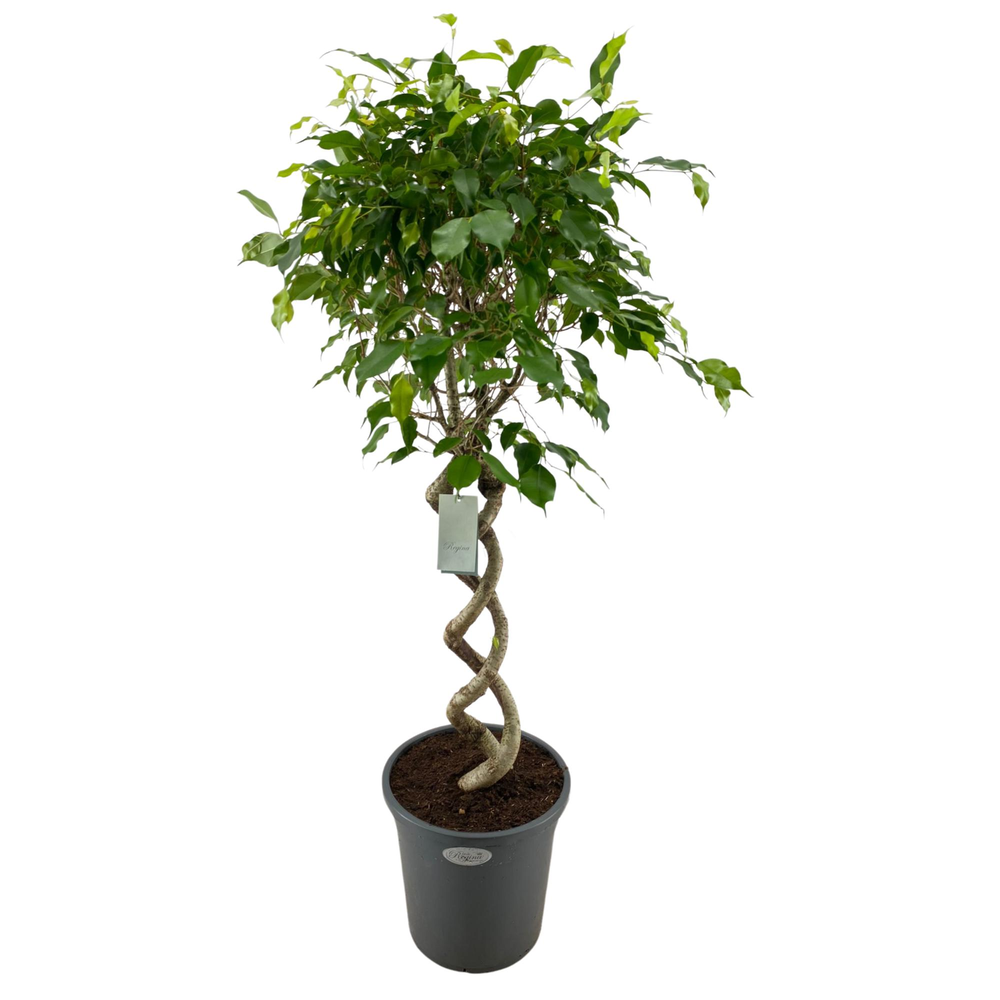 Ficus Benjamina Exotica dubbel spiraal p31.