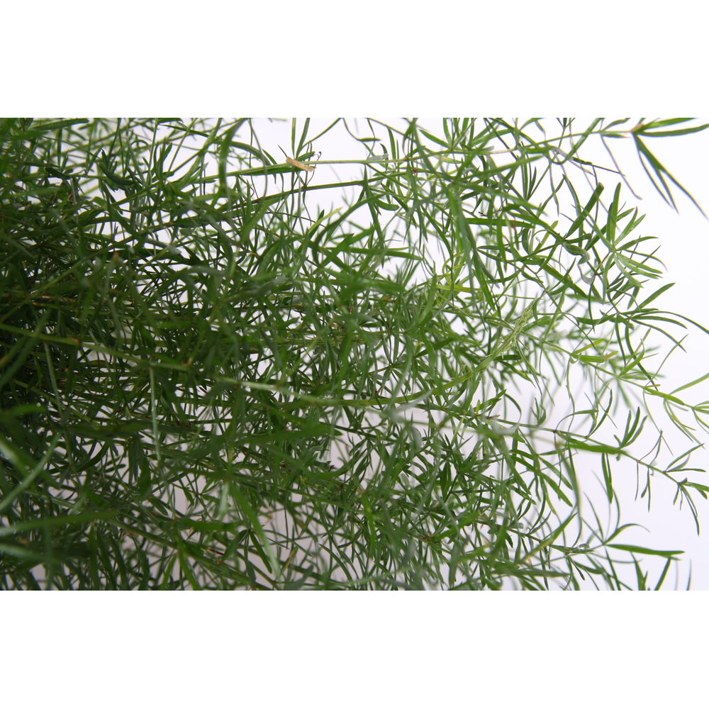 Asparagus sprengeri.