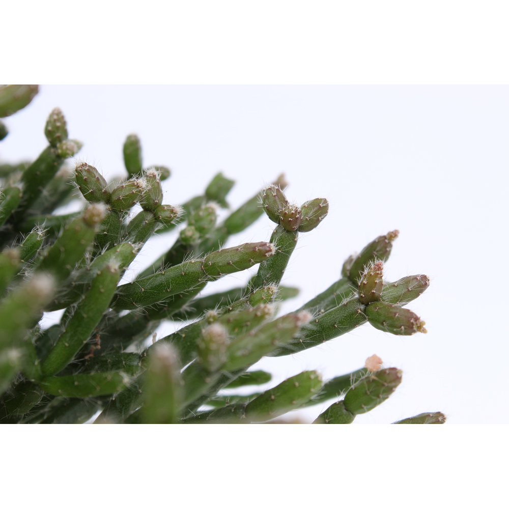Rhipsalis Burchelli 10,5 cm D.