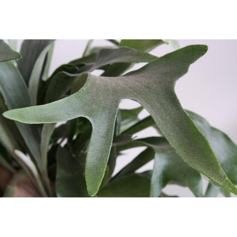 Platycerium overige.