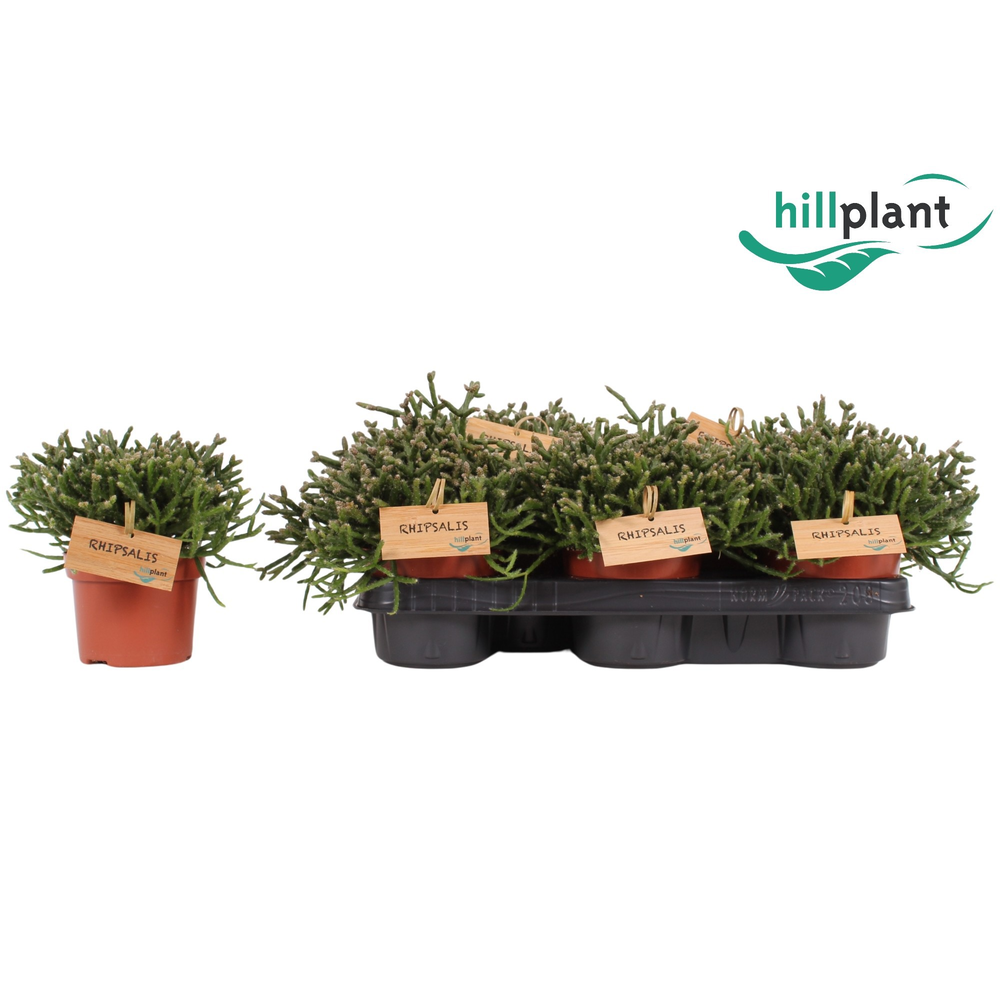 Rhipsalis Burchelli 10,5 cm.