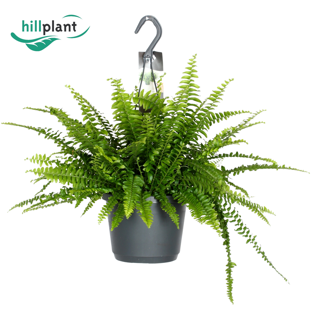 Nephrolepis Exaltata Green Lady.