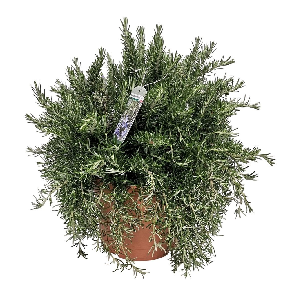 Rosmarinus Prostratus Bush - 1154.
