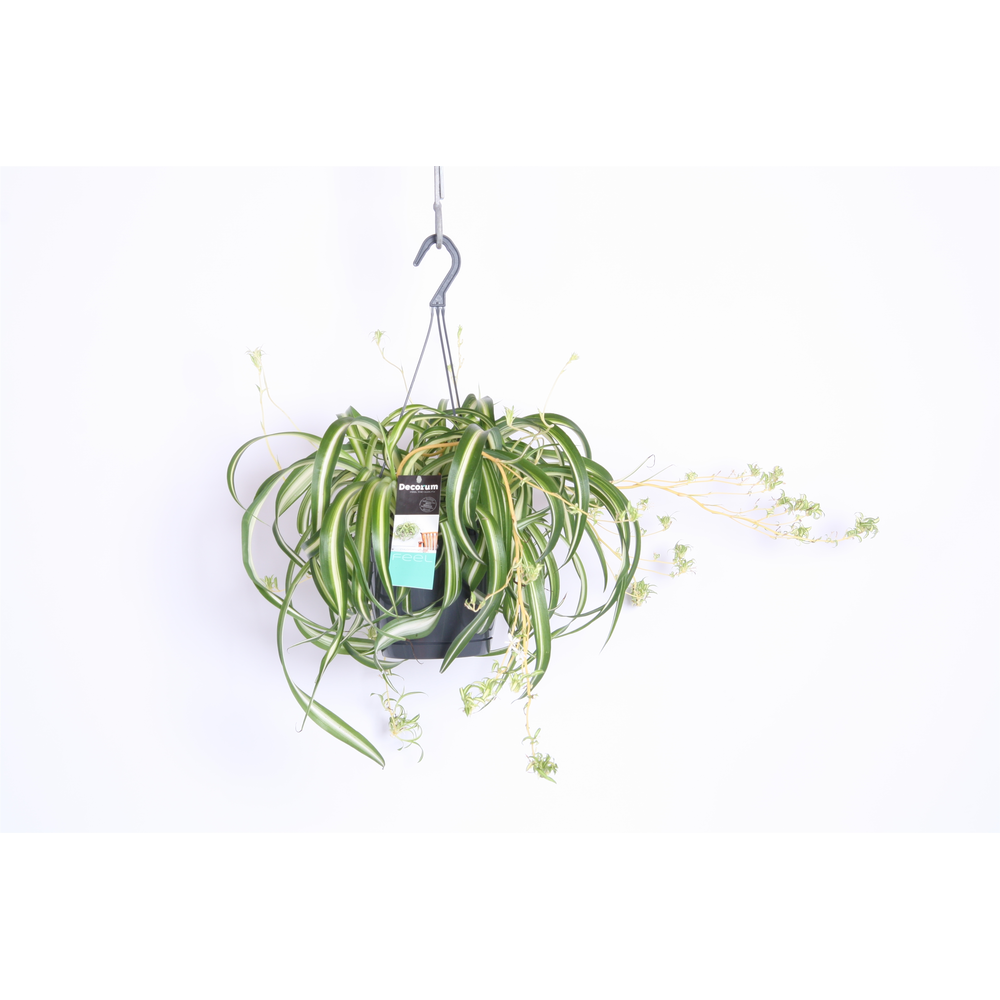 Chlorophytum Comosum Bonnie.