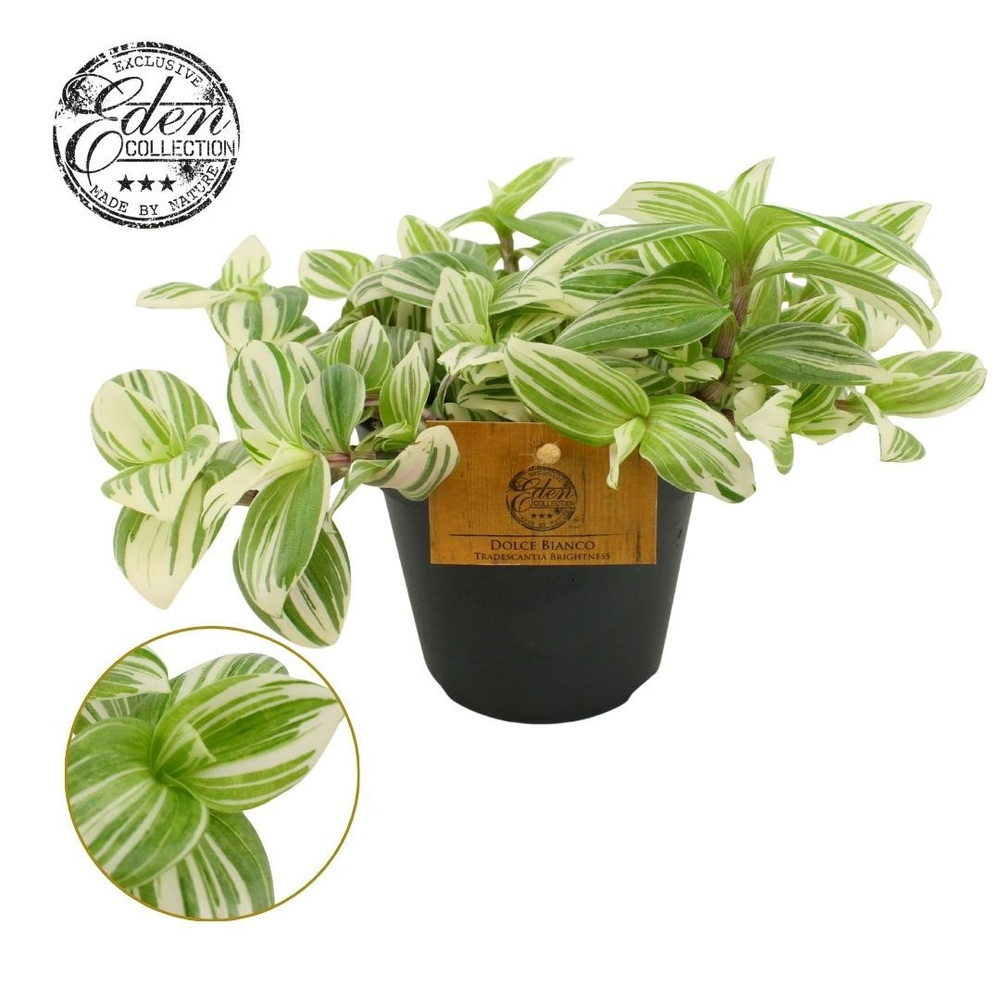 Tradescantia Brightness 12cm.