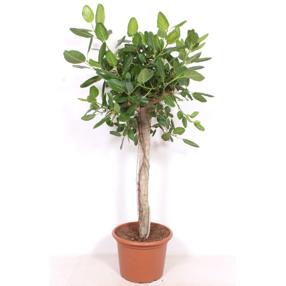 Ficus Benghalensis.