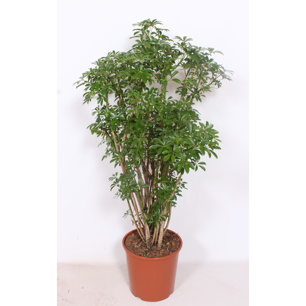 Schefflera Luseana.