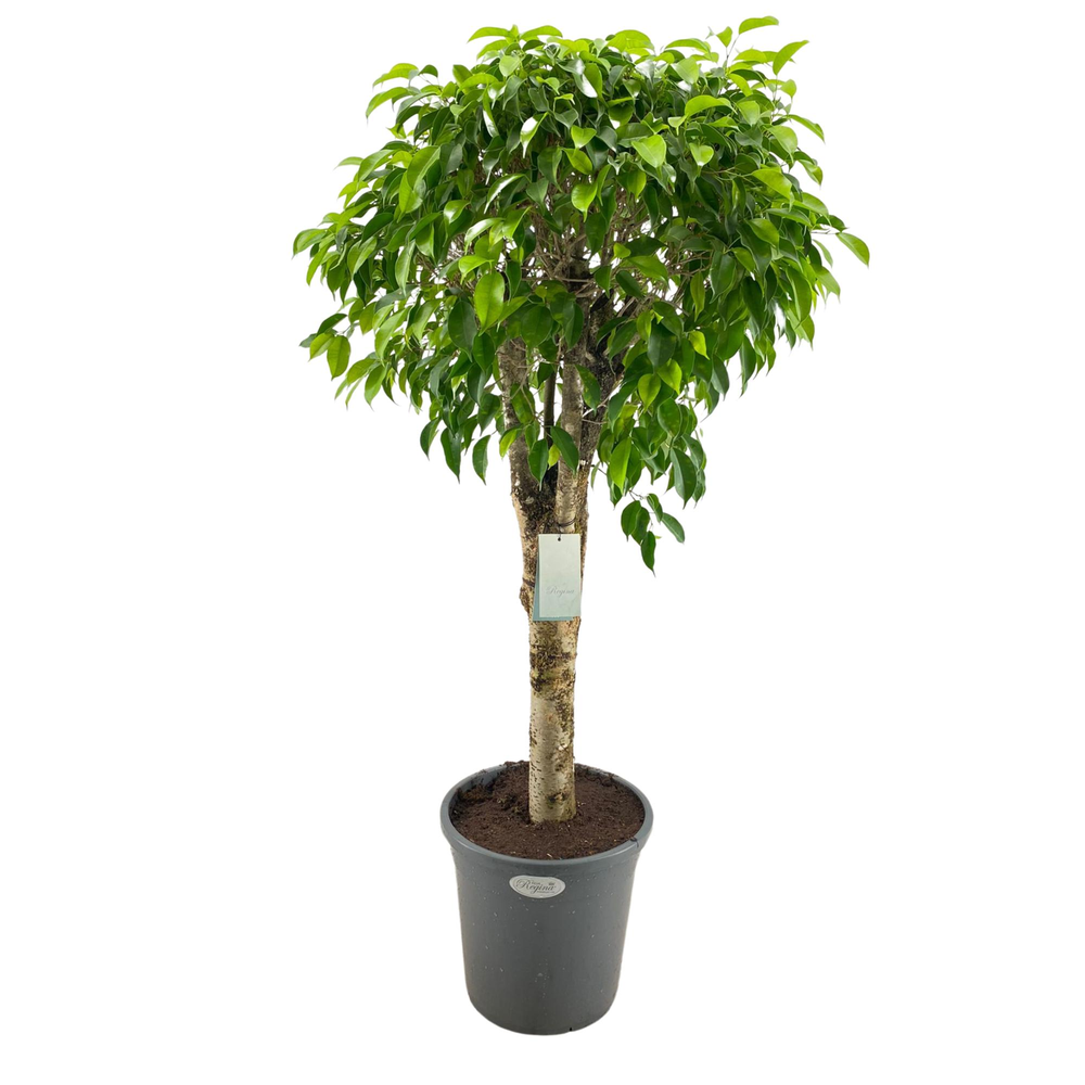 Ficus Benjamina Columnar rechte stam p31.