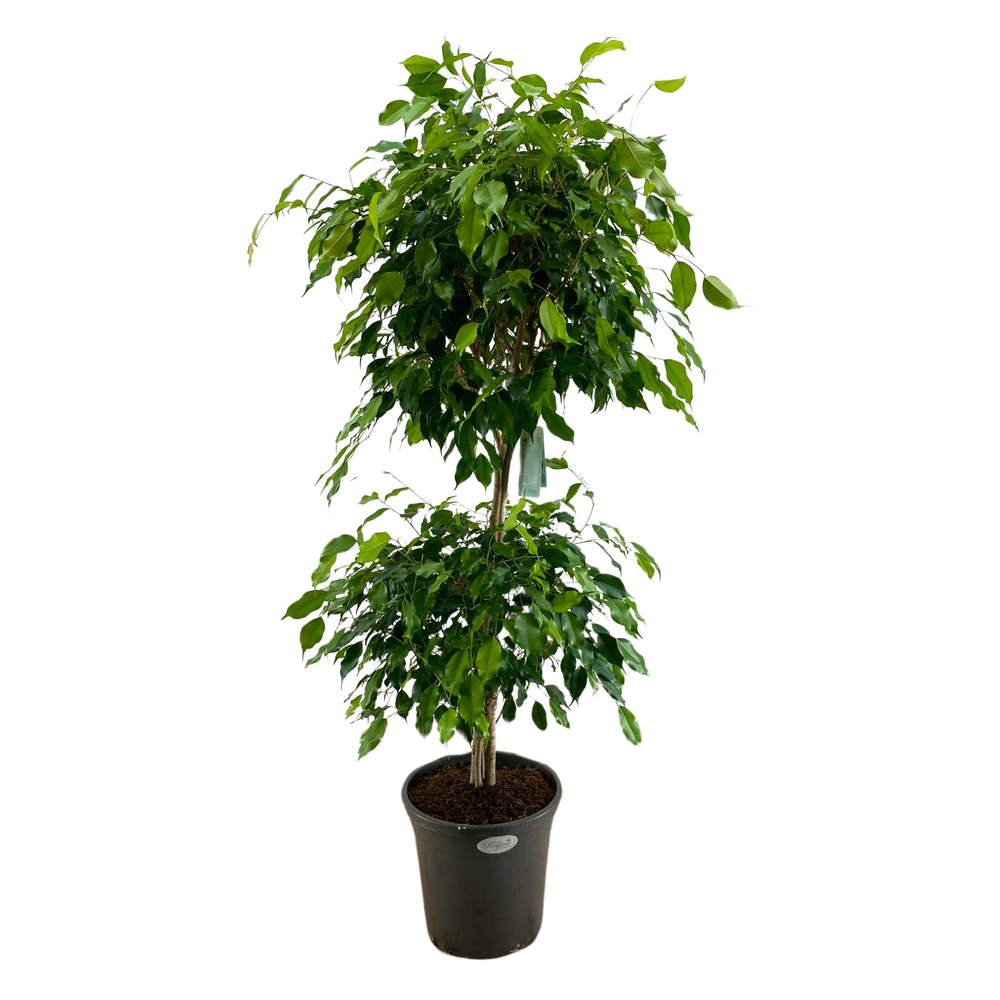 Ficus Benjamina Bush at Level p31.