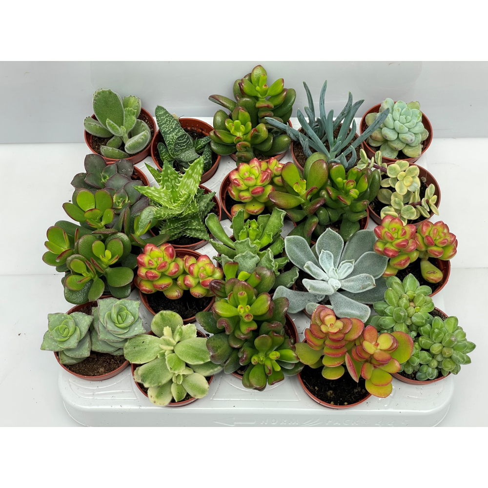 Succulent mix 5,5 cm.