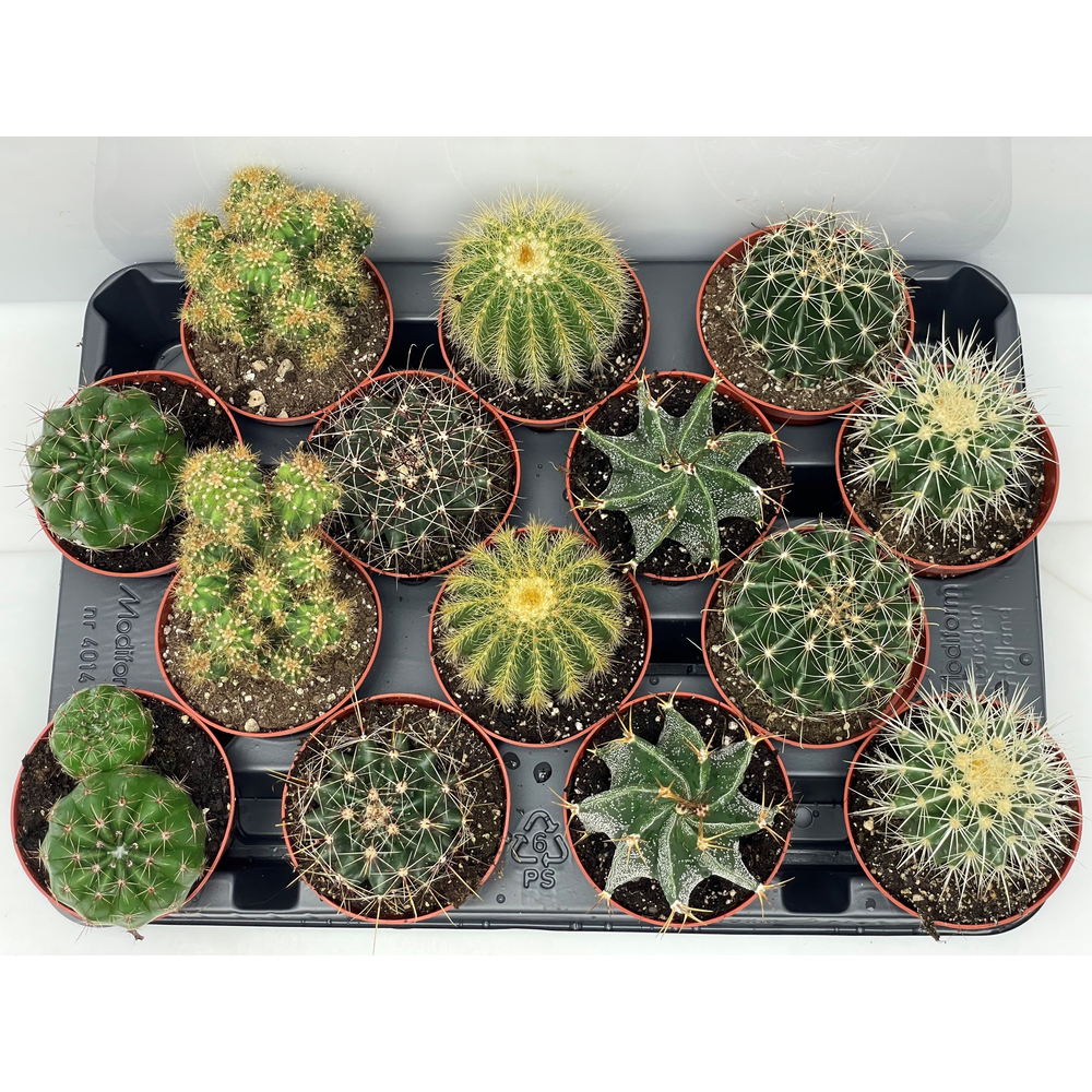 Engeland art.906 Bollen 8,5 cm.