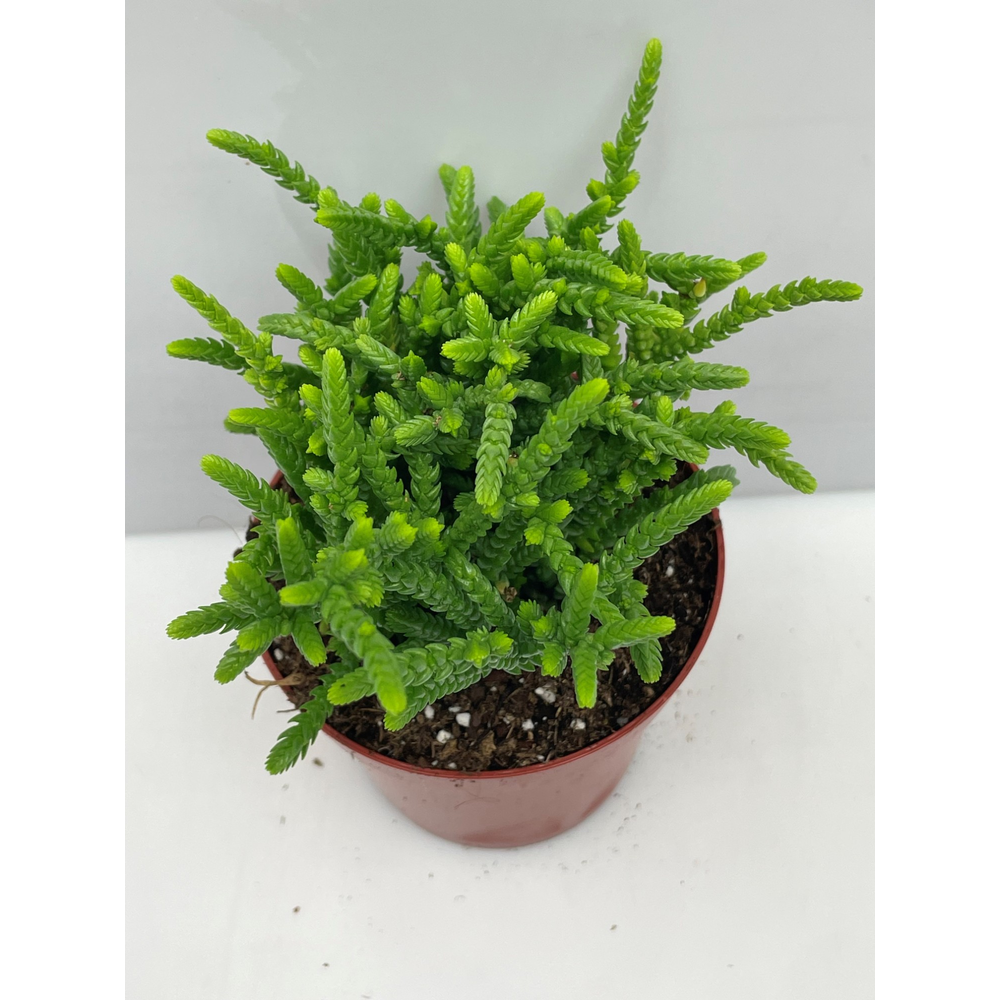 Art.340 Crassula Muscosa 8,5 cm.