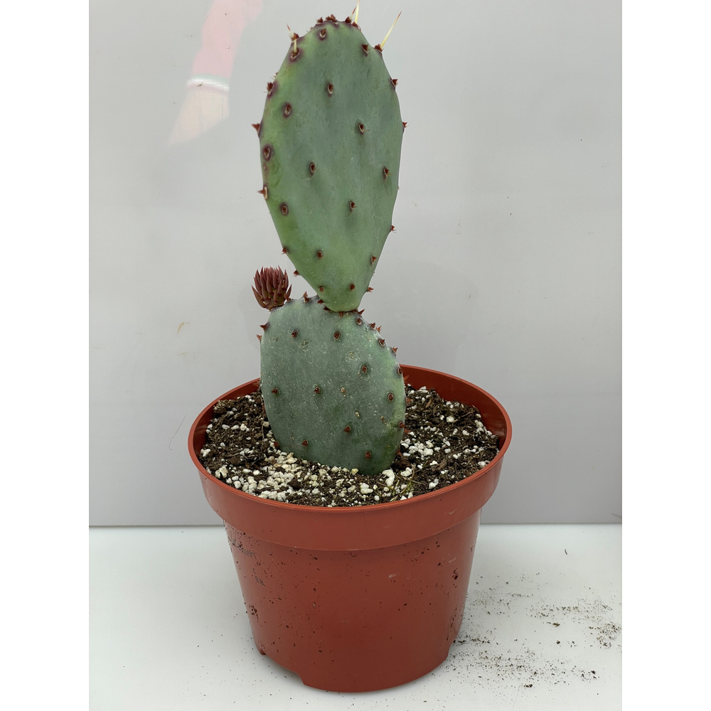 Mickey Mouse oren 10,5 cm.