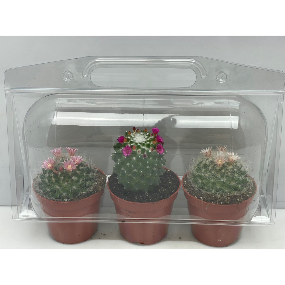 Trioblister Bloei 8,5 cm.