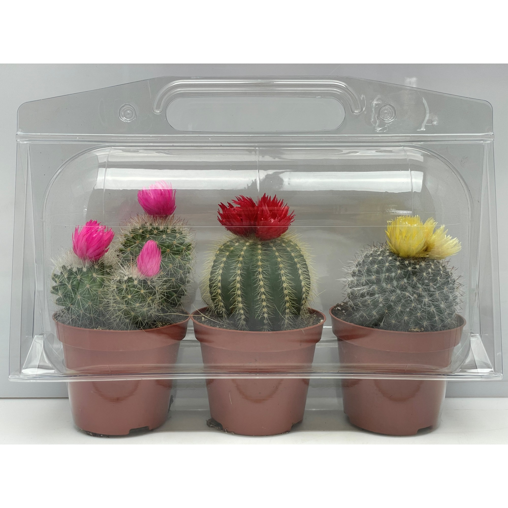 Trioblister Sier 8,5 cm.