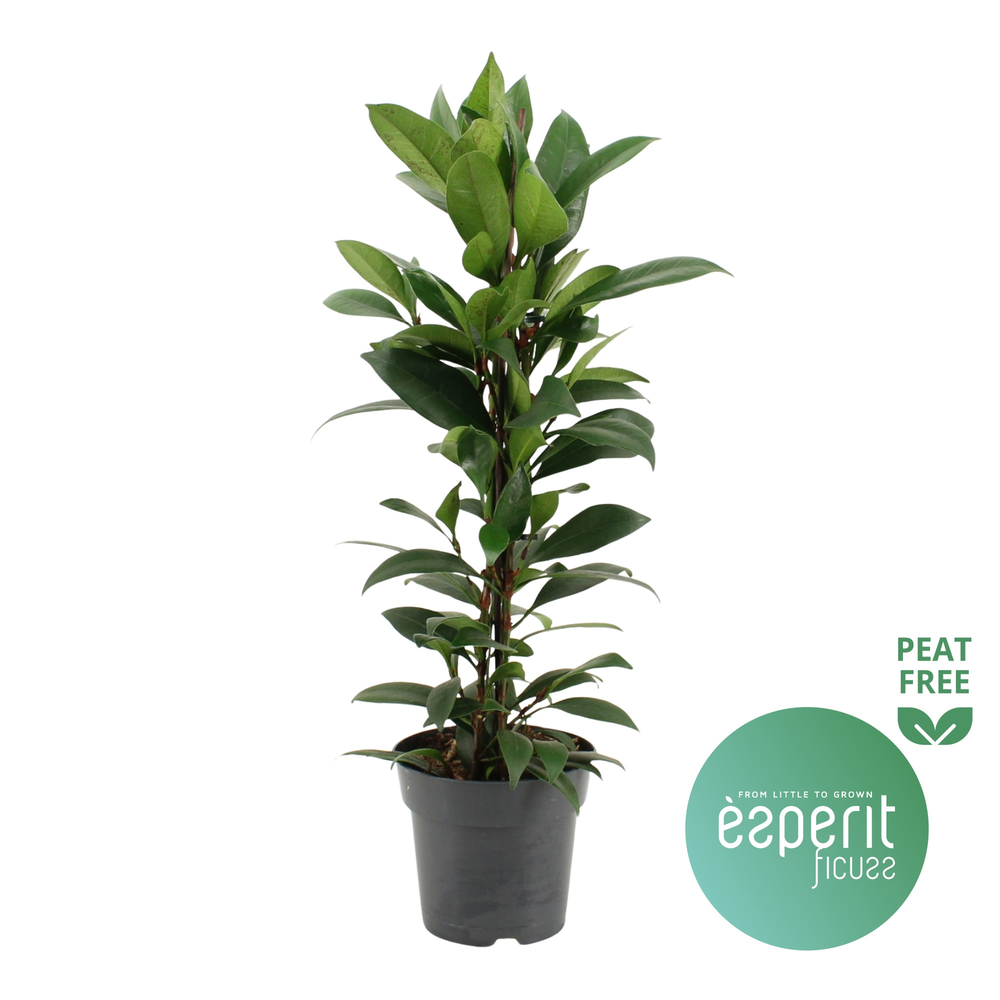 Ficus cyathistipula Compacta.