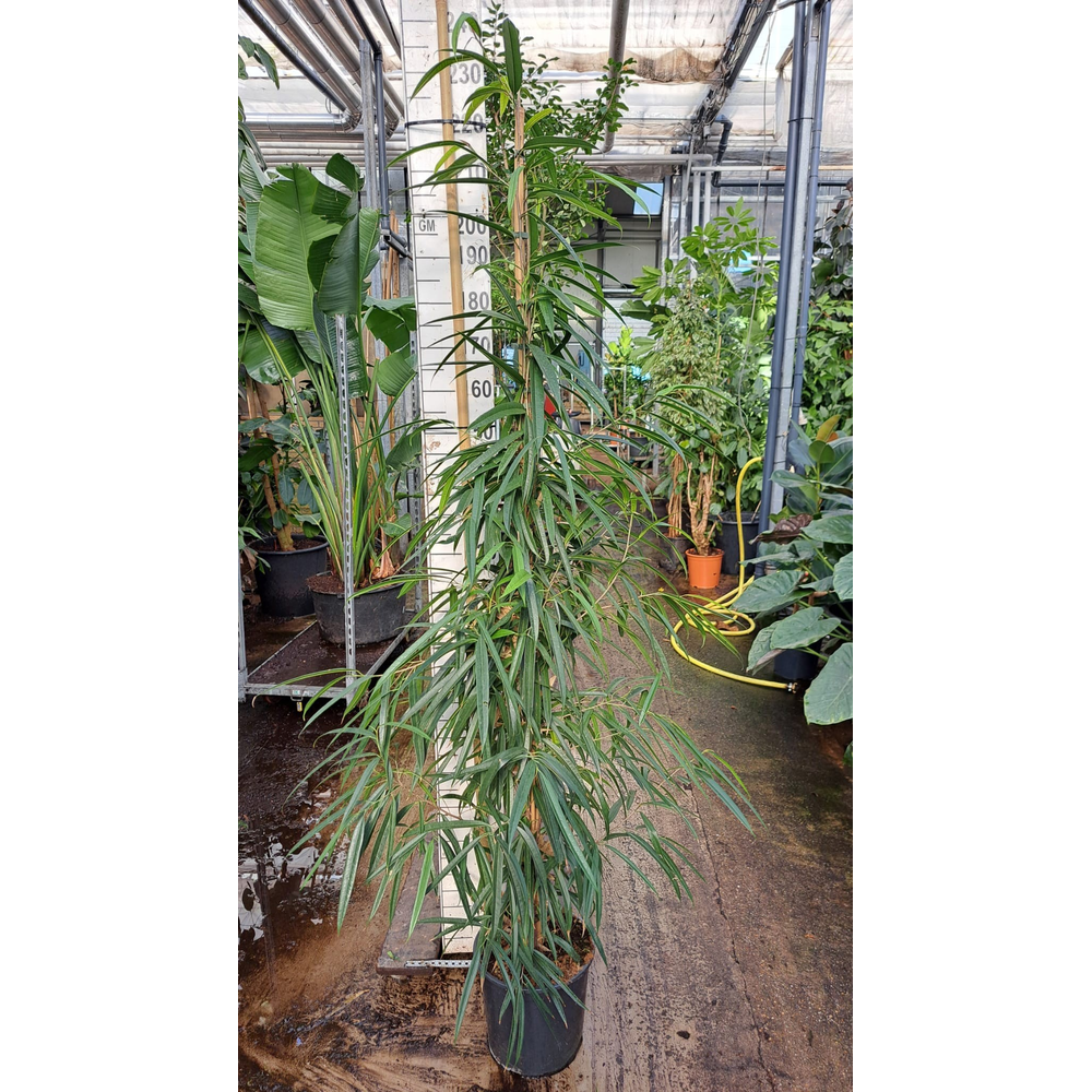 Ficus Alii piramide 210.