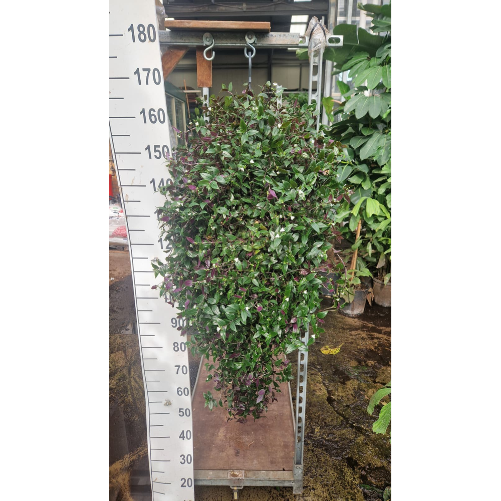Tradescantia hangplant XL.
