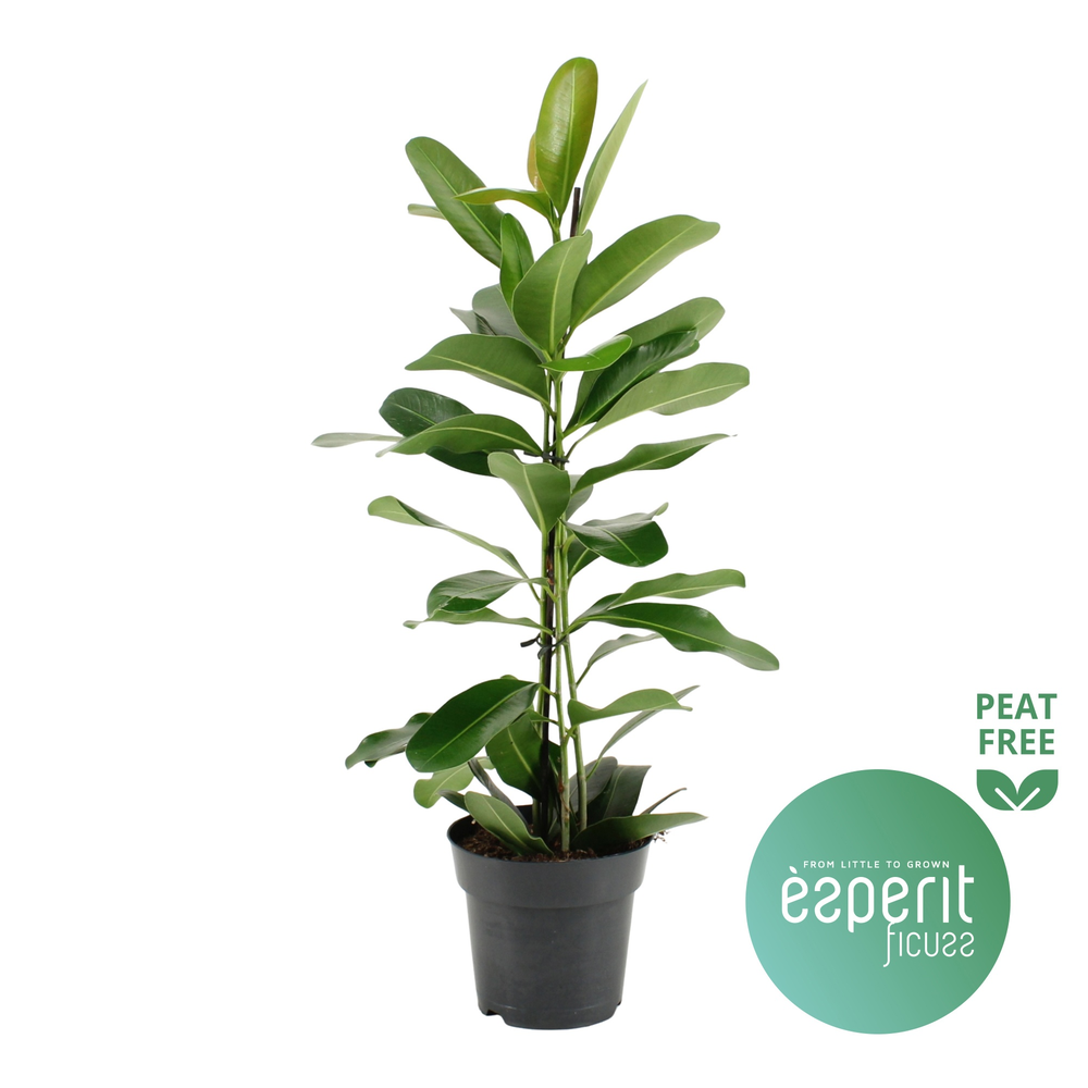 Ficus microcarpa Smile®.