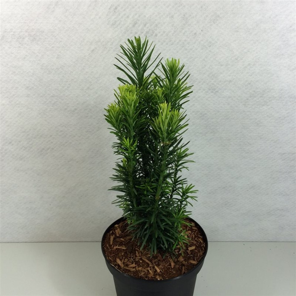 Cephalotaxus haringtonia 'Fastigiata'.
