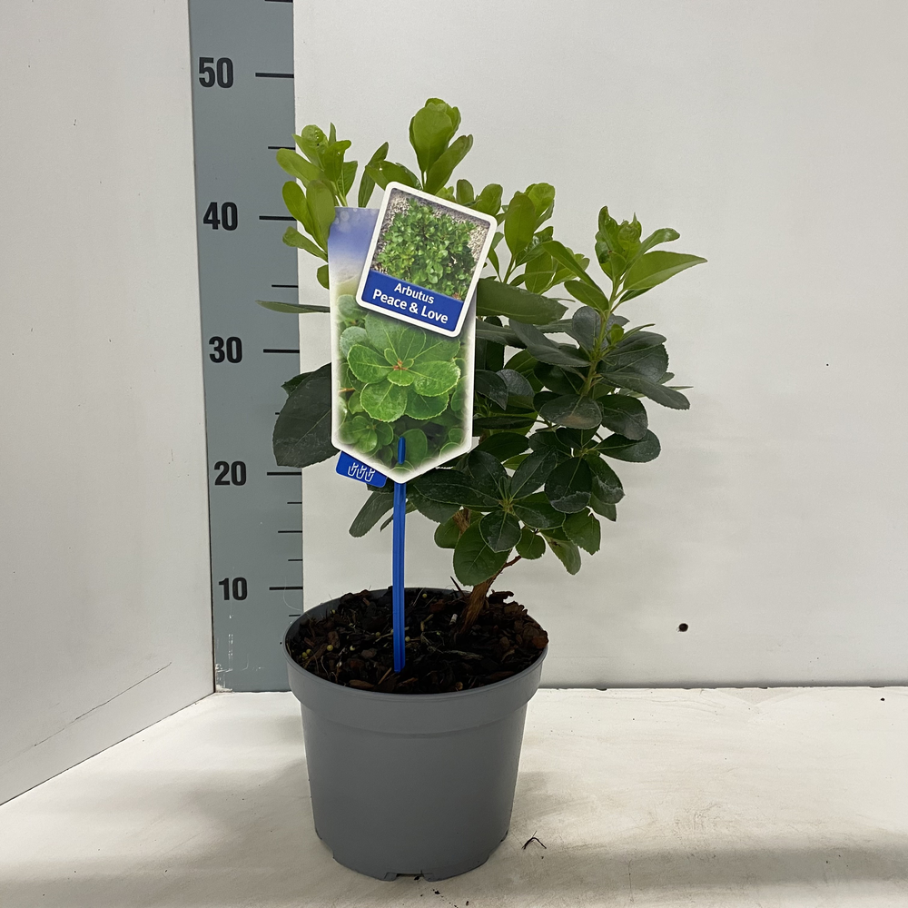Arbutus unedo 'Peace & Love'.
