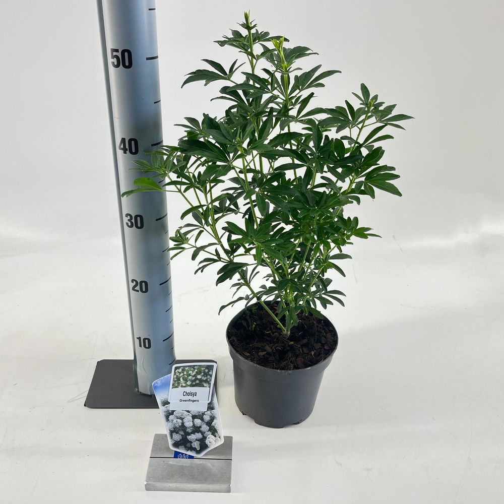 Choisya Greenfingers ('LISSFING'PBR).