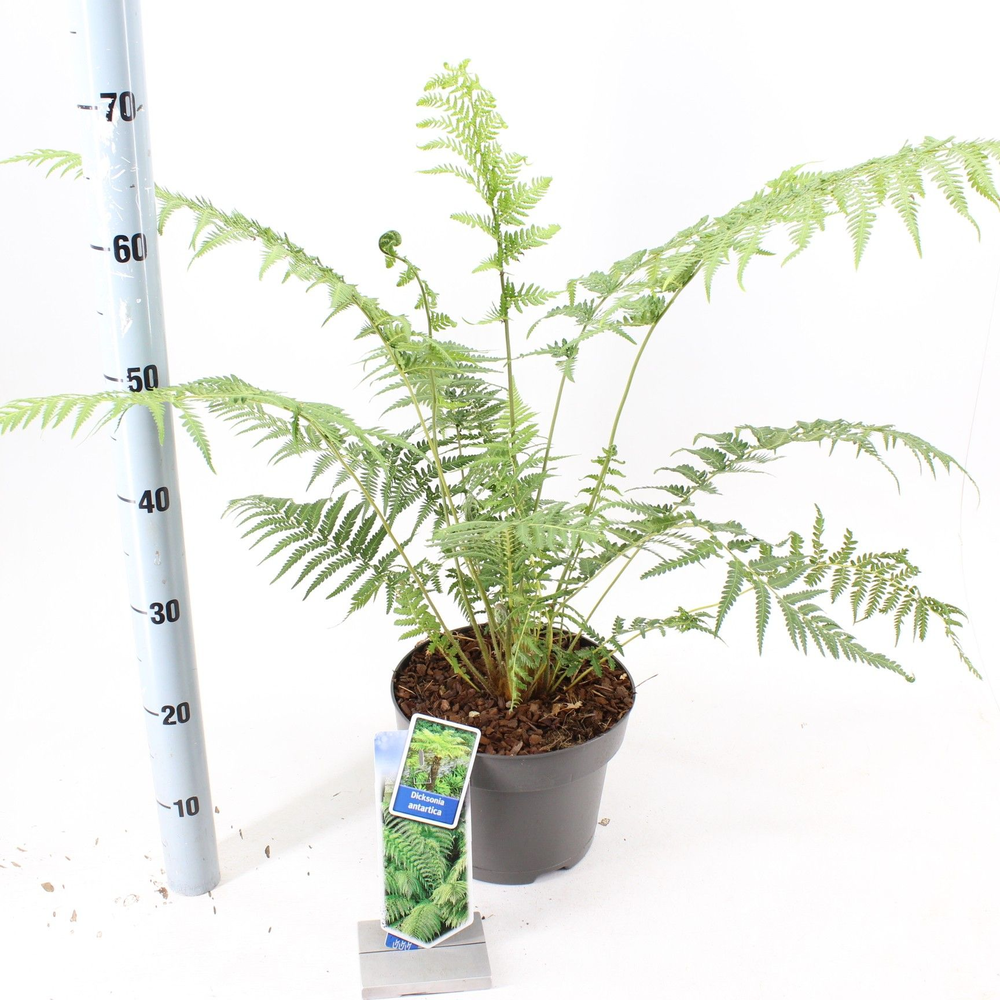 Dicksonia antartica.