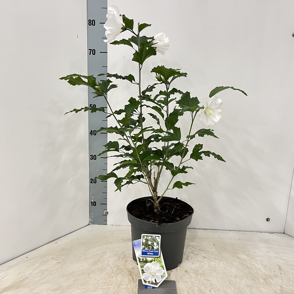 Hibiscus syriacus Flower Tower White ('Gandini van.