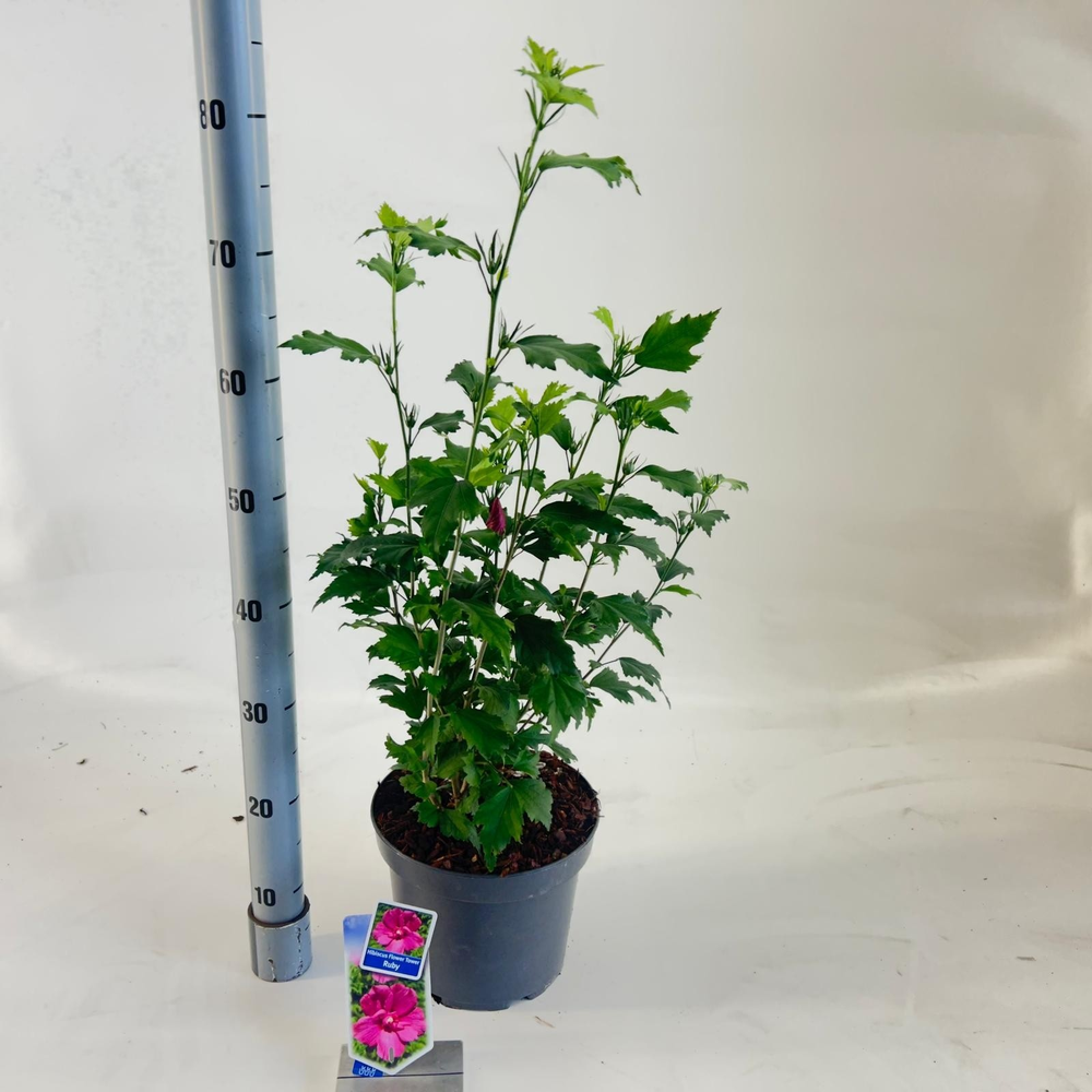 Hibiscus syriacus Flower Tower Ruby ('Gandini van .