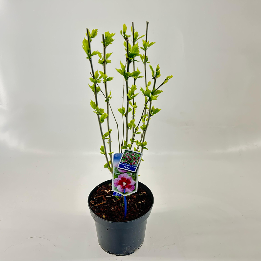 Hibiscus syriacus Flower Tower Purple ('Gandini Sa.